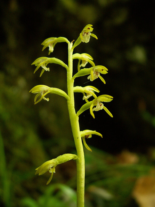 Corallorrhiza trifida