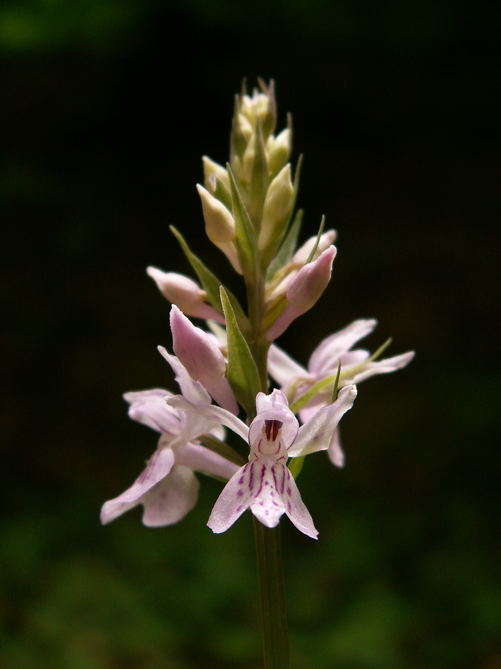 Dactylorhiza maculata