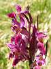 Dactylorhiza sambucina