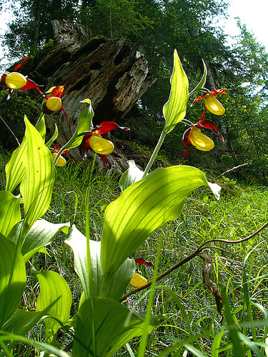 Cypripedium calceolus