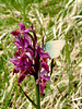 Dactylorhiza sambucina