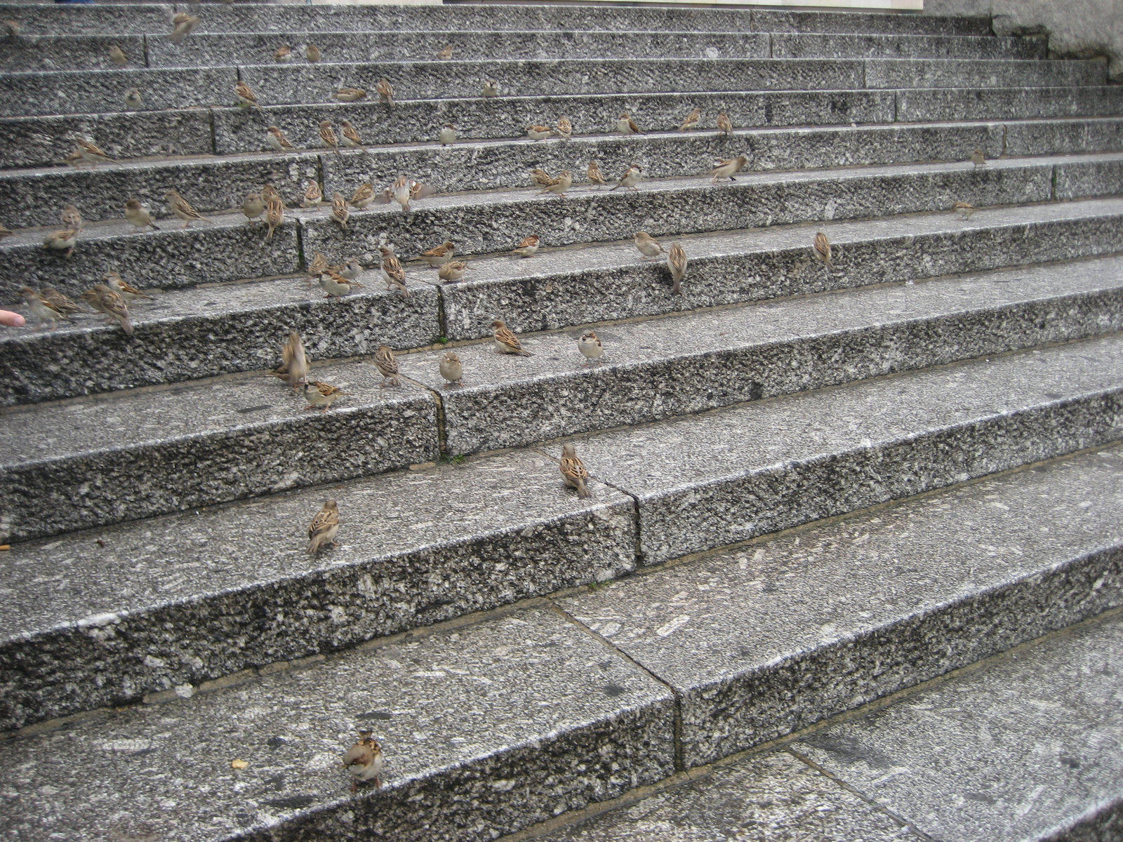 Berlin, birds on Reichstag staircase (4)