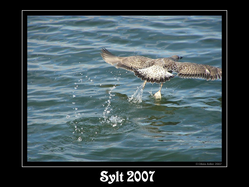 Möwe im Abflug