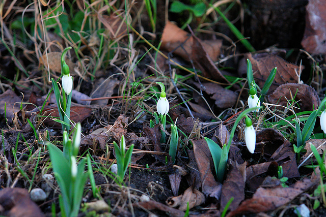 Snowdrops on January 13th, 2007