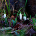 Snowdrops on January 13th, 2007