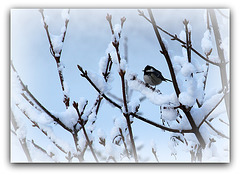 'tite noire dans le blanc