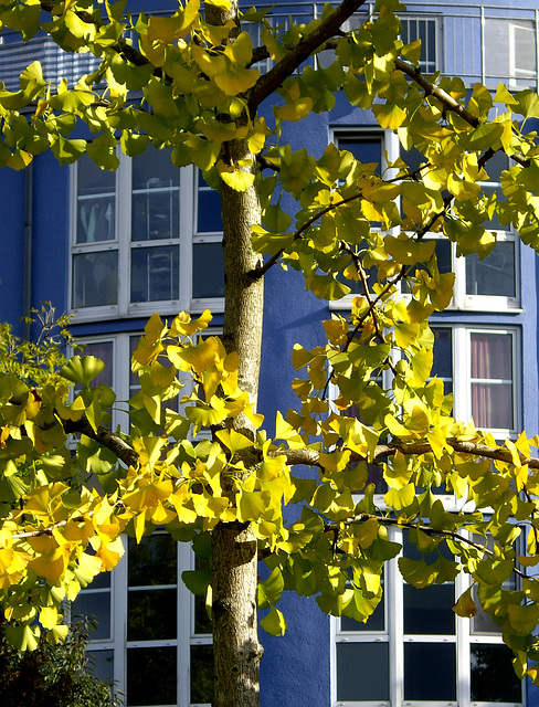 Haus von Rasenfläche aus fotografiert