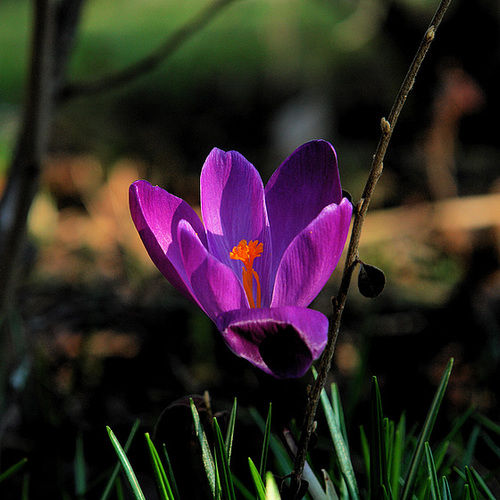 Crocus