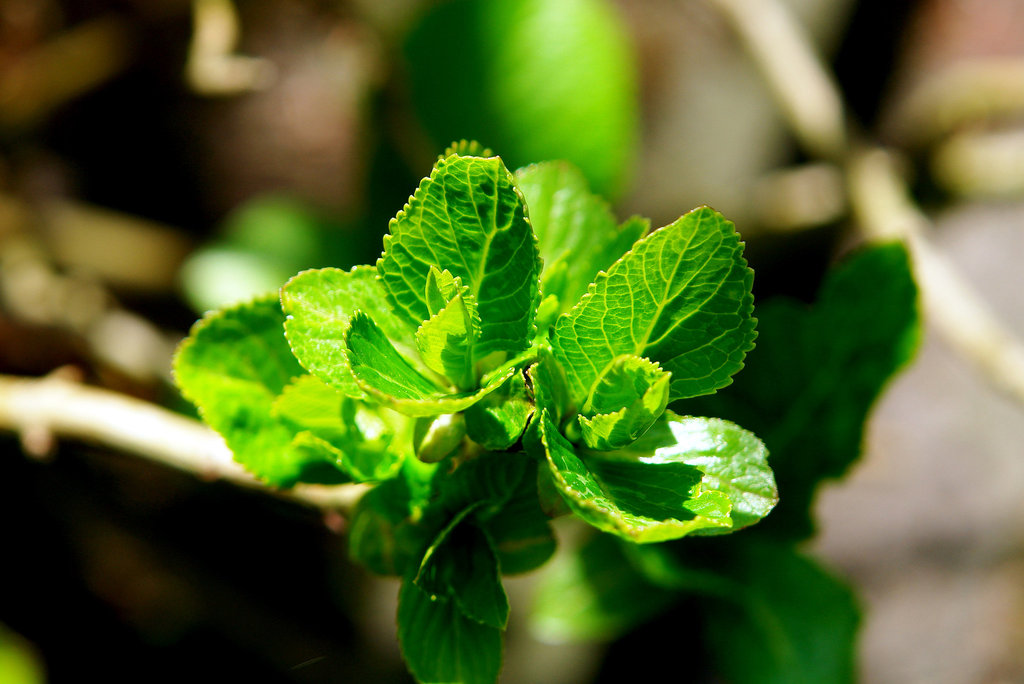 Hortensia 2