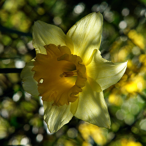 Daffodil