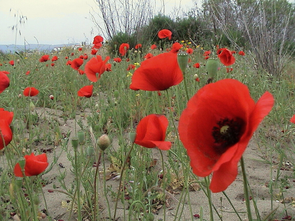 Papaver rhoeas var. oblongatum