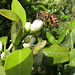 Bee on Citrus sinensis