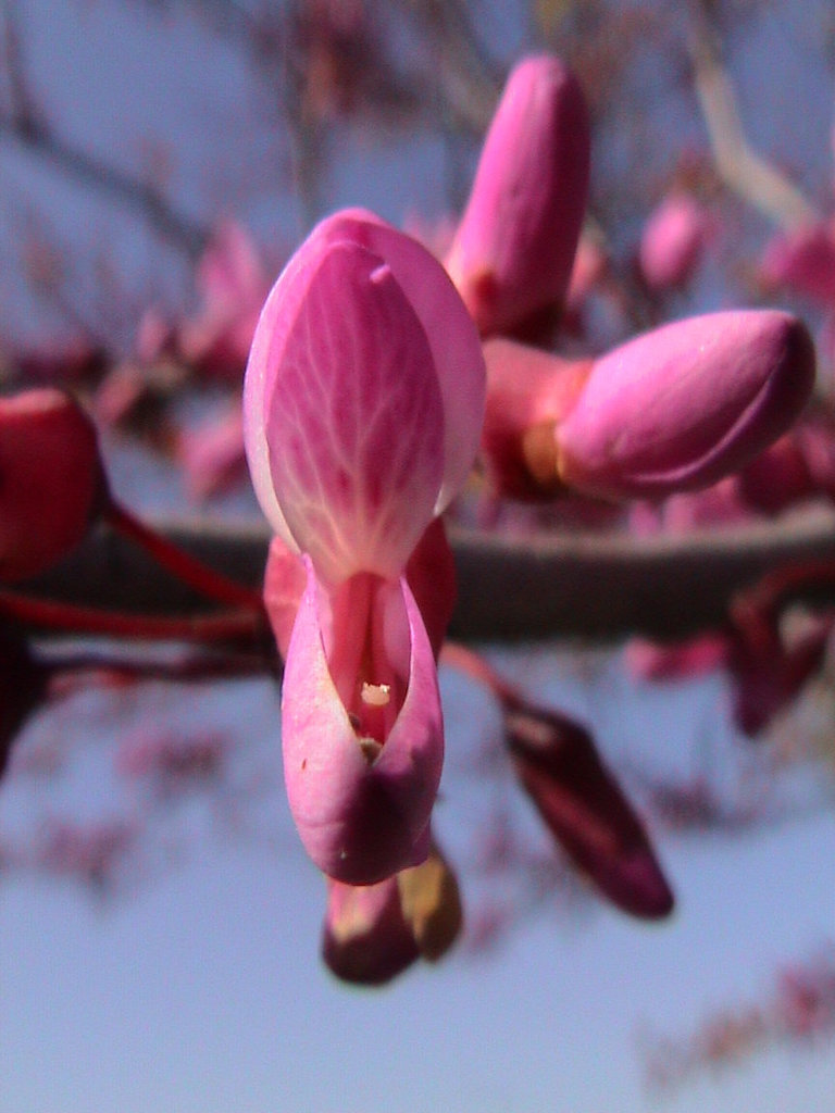 Cercis siliquastrum