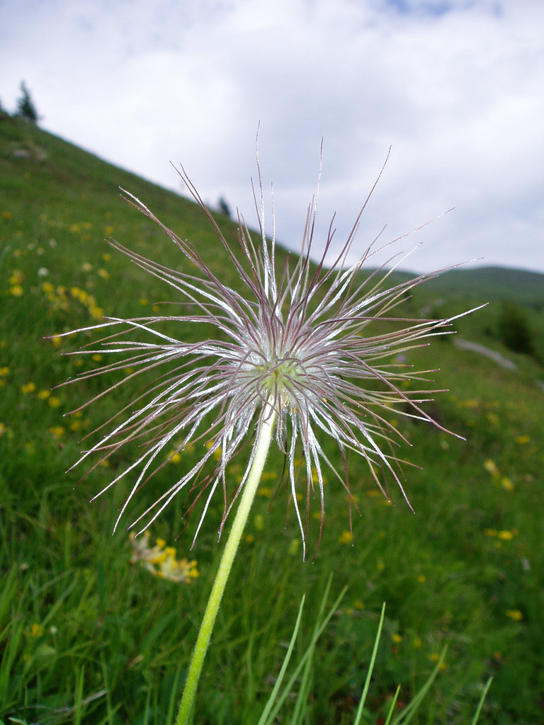 Pulsatilla alpina