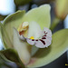 coeur de l'orchidée
