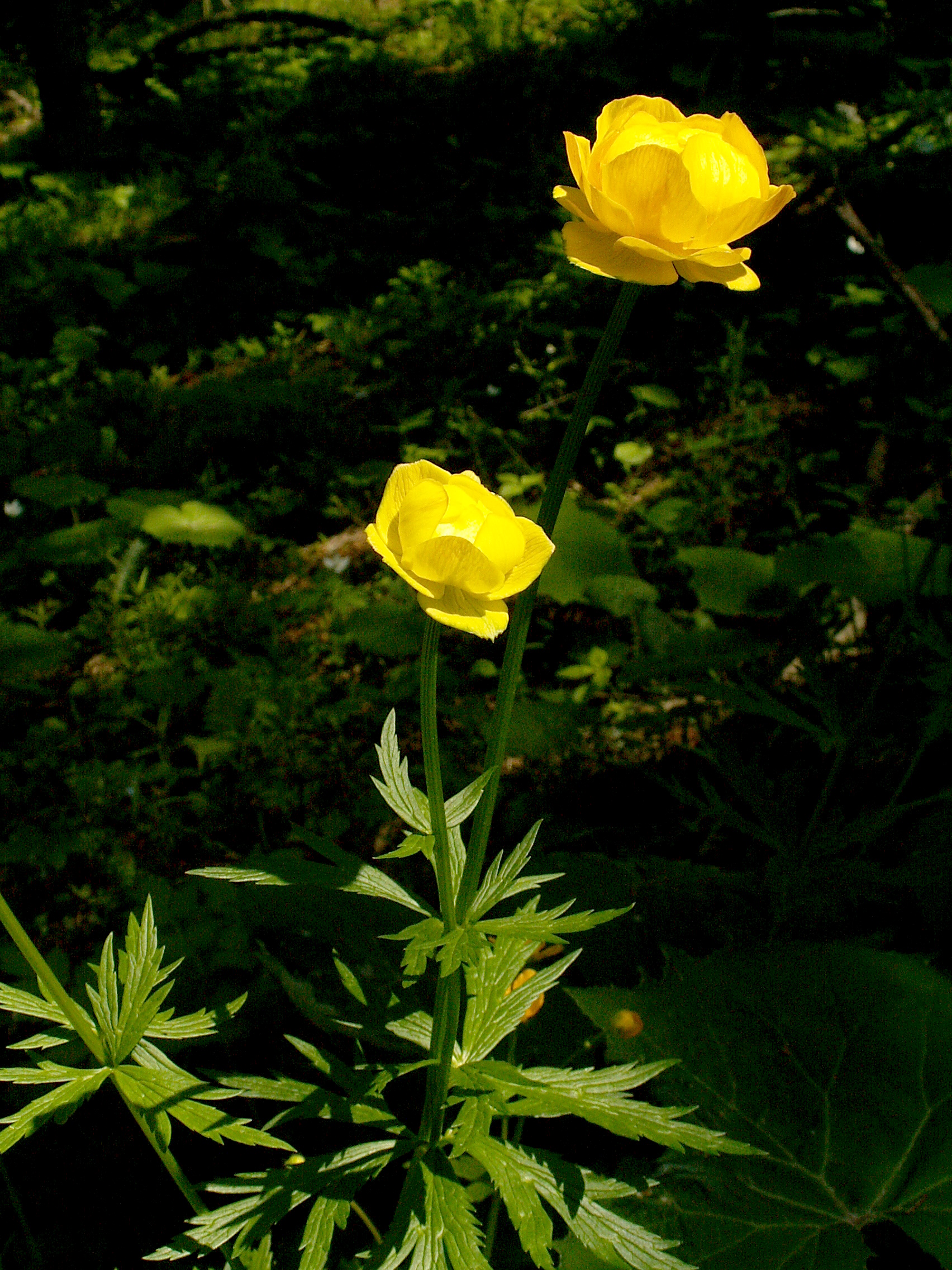 Trollius europaeus