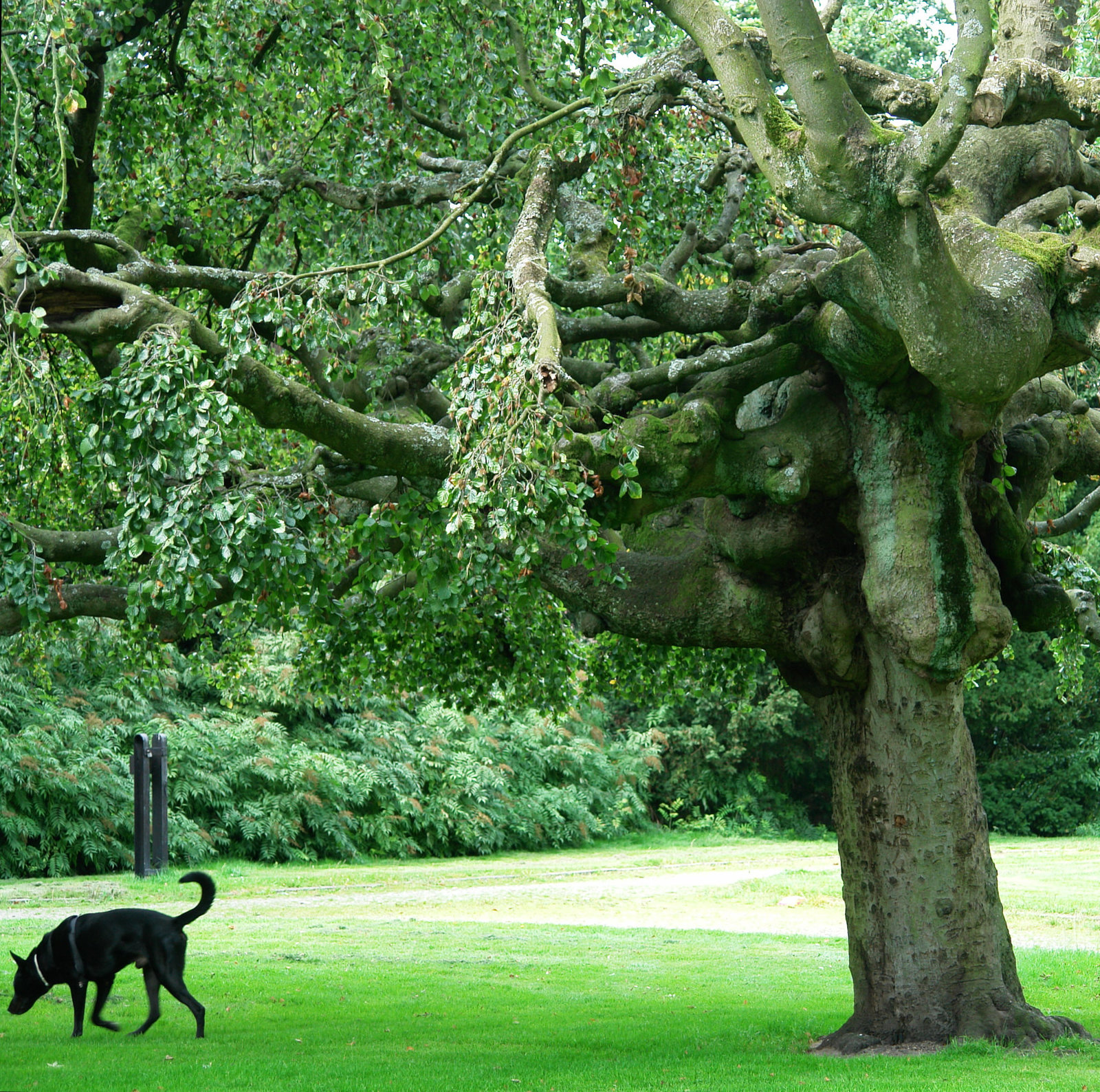 Baarn - Pekingtuin