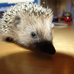 Kitty's on my desk 1