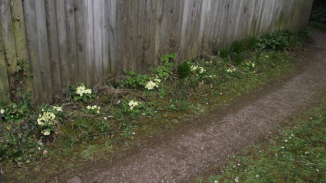 Driveway has more primroses than usual