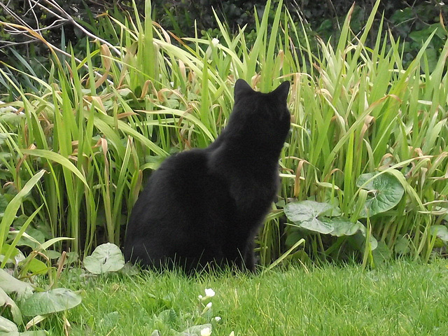 Pippin on the alert