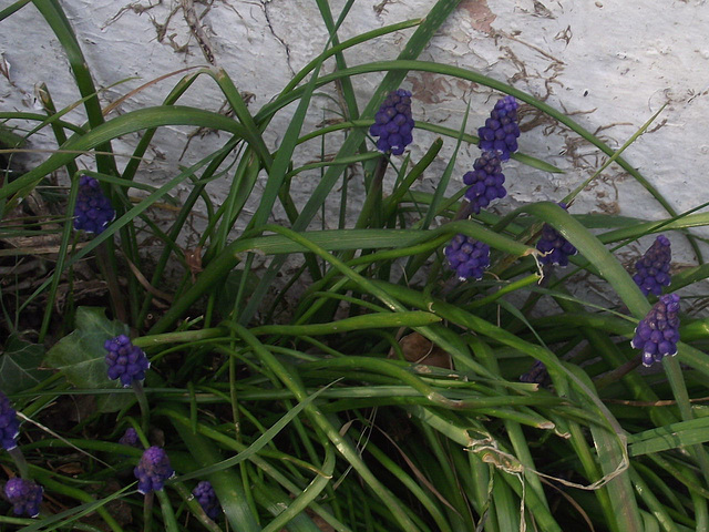 Hyacinth crocus'