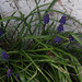 Hyacinth crocus'