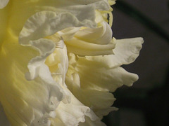 The double headed daffodil