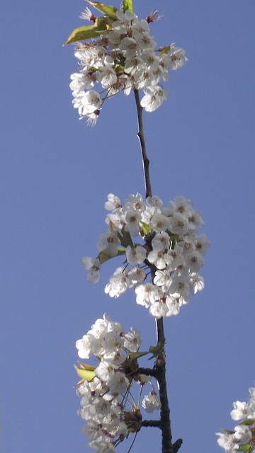 Beautiful cherry blossom of 2012