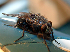 Housefly on a computer-mouse