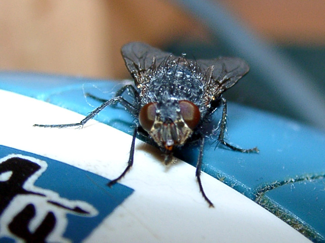 Housefly on a computer-mouse