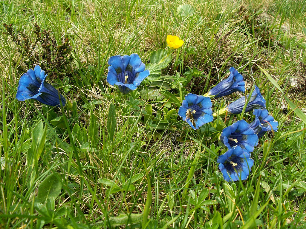 Gentiana acaulis