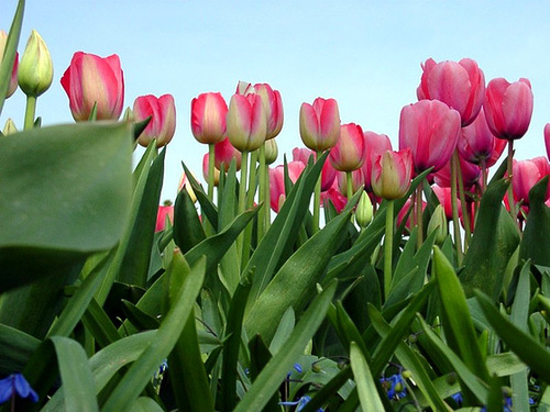 Tulips, taken from ground zero