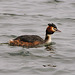 Great Crested Grebe