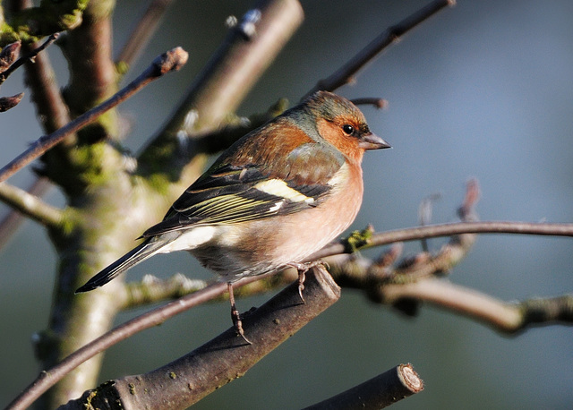 Chaffinch