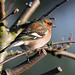 Chaffinch