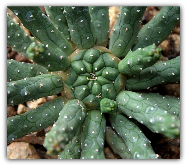 Euphorbia inermis