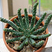 Euphorbia inermis