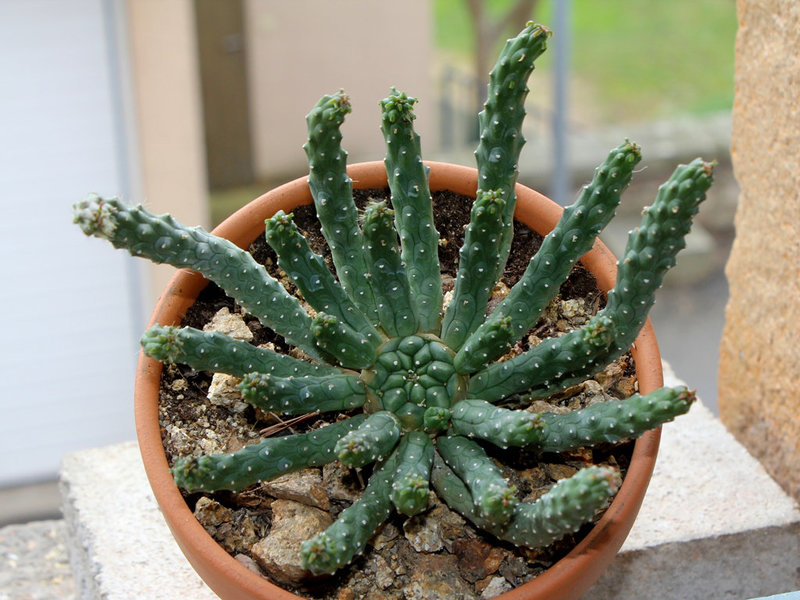 Euphorbia inermis