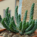 Euphorbia inermis