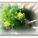 Euphorbia aggregata- fleurs