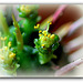 Euphorbia aggregata- Fleur mâle