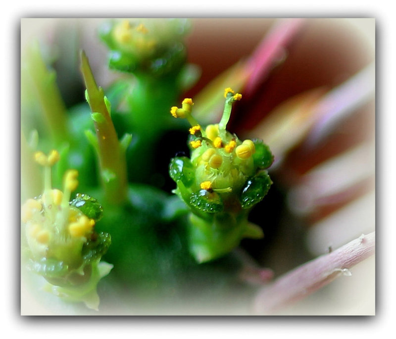 Euphorbia aggregata- Fleur mâle