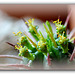 Euphorbia aggregata en fleurs