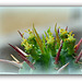 Euphorbia aggregata mâle - Floraison
