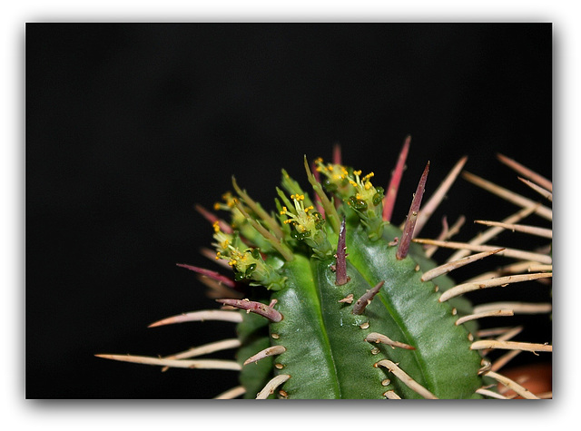 Euphorbia aggregata - Floraison