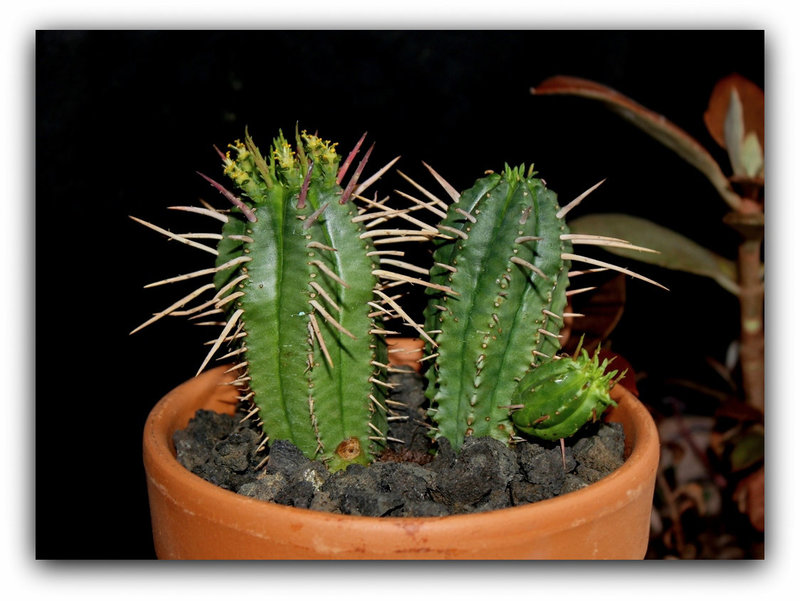 Euphorbia aggregata