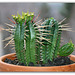 Euphorbia aggregata en fleurs