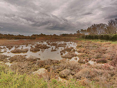 camargue d'hiver