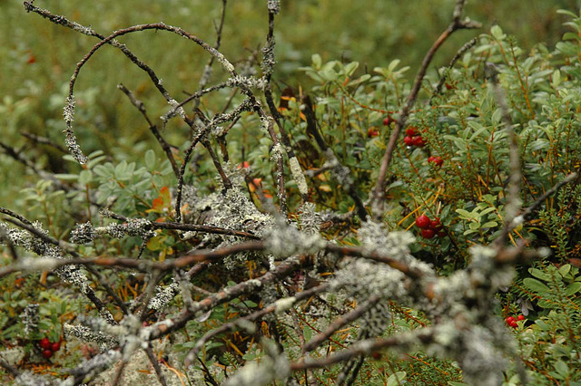 Flechten und Beeren