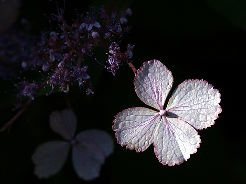 Happy Friday Flower